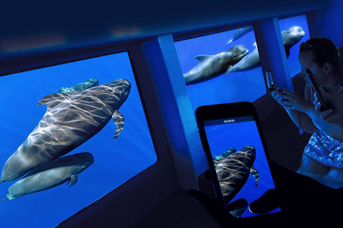 Royal Delfin - avvistamento cetacei