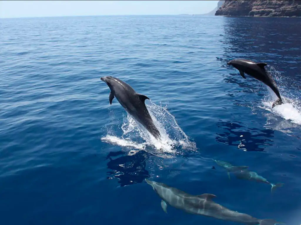 Royal Delfin - avvistamento cetacei